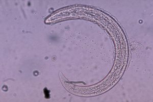 nematode_inra