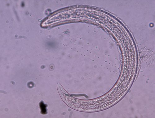 nematode_inra