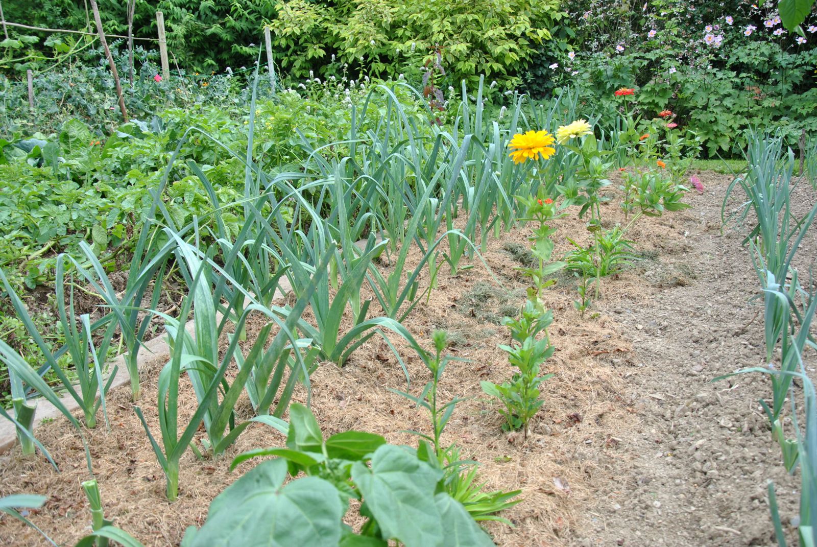 Les plantes de couverture