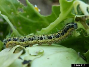 chenille de piéride du chou