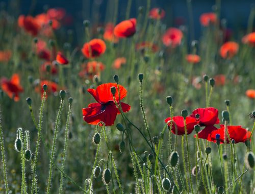 coquelicots