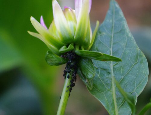 Pucerons noirs sur dahlia (c) L. Derail