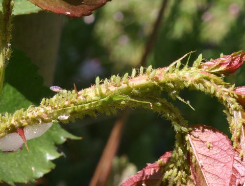 Pucerons du rosier (c) F. Marque, Dow Agroscience