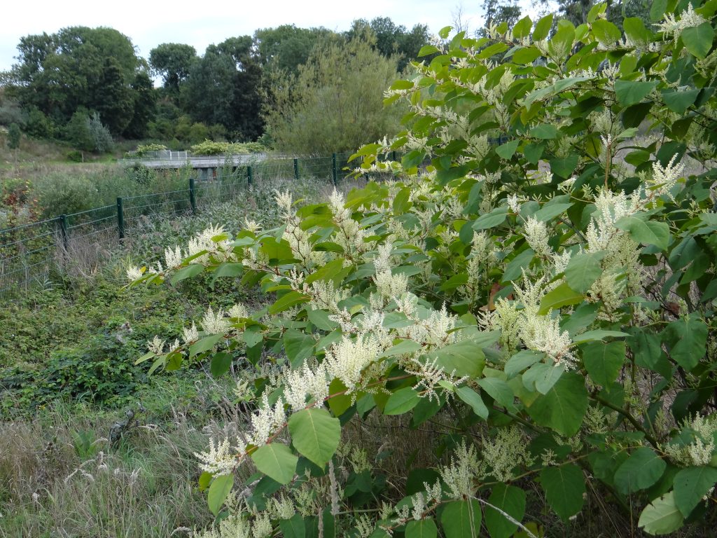 Fallopia japonica © G