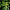 Alfalfa_mosaic_virus