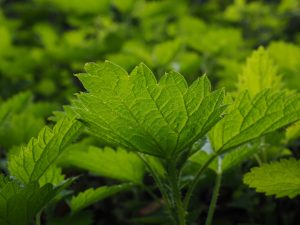 les orties, plantes spontanées utiles