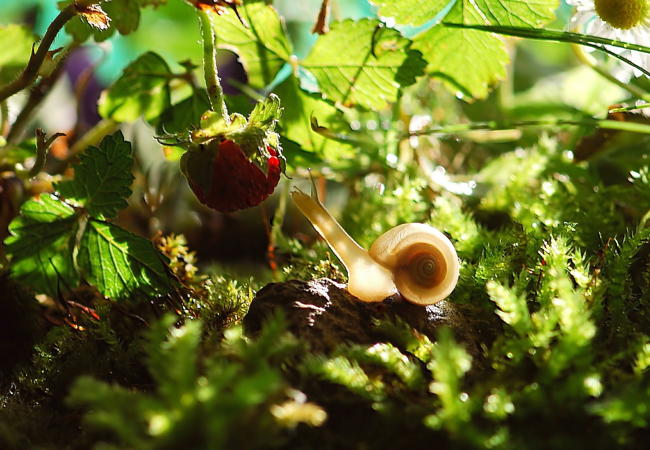 Les plants de fraisiers à même le sol sont un régal pour les gastéropodes. Une bâche noire percée contribue à limiter les pertes.