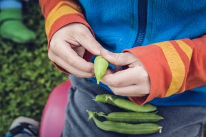 les légumineuses au jardin