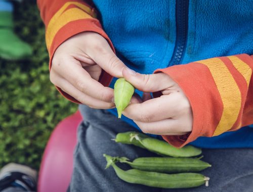 les légumineuses au jardin