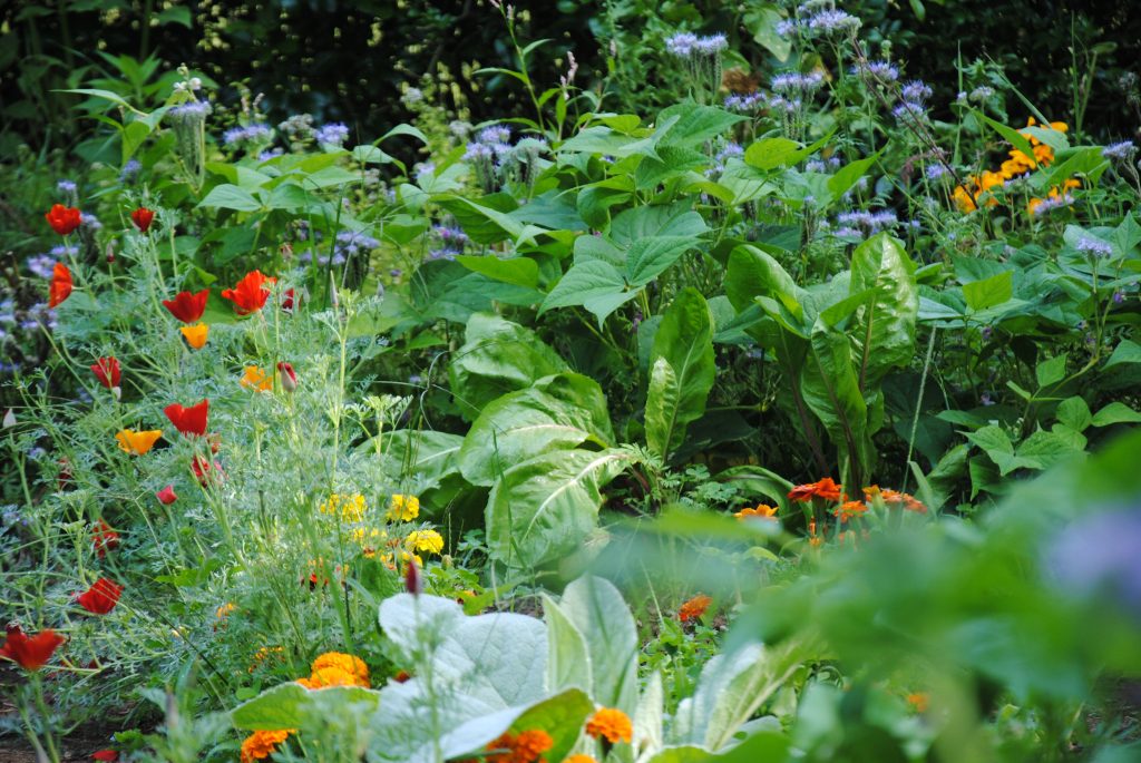 Phacélie, bourrache, coquelicots et soucis accompagnent les légumes