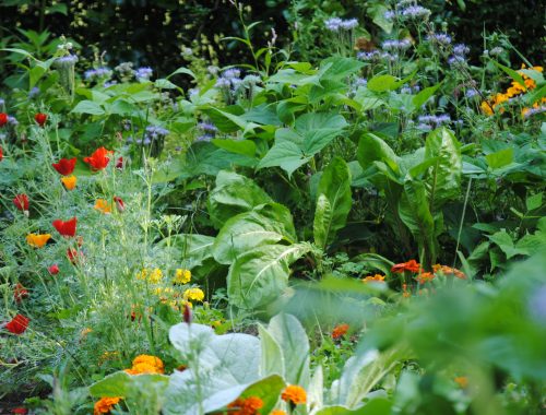 Phacélie, bourrache, coquelicots et soucis accompagnent les légumes