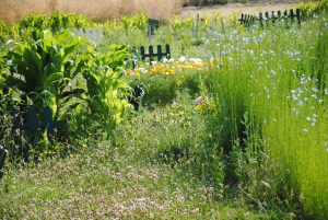 11-bangor-prairie-fleurie