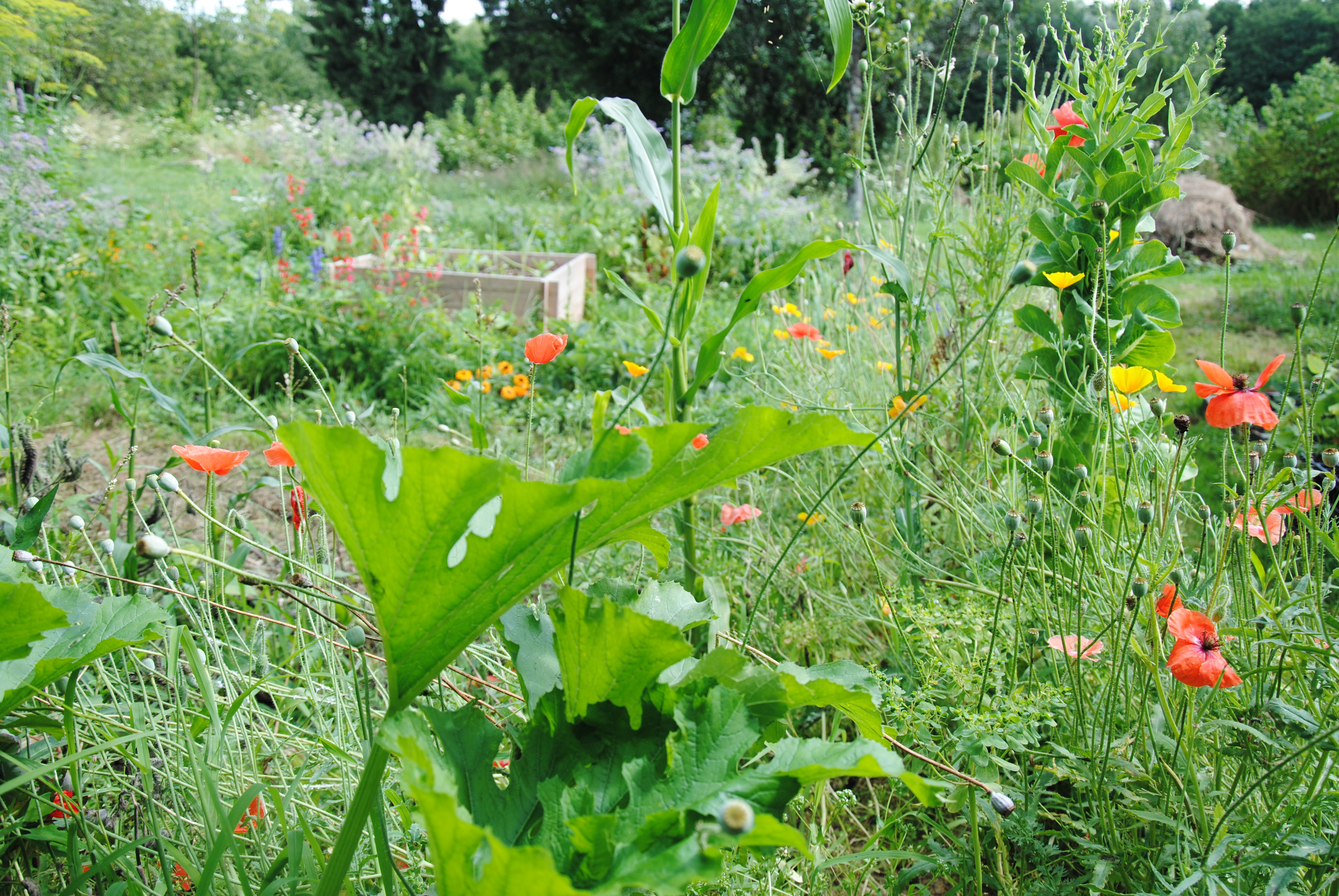 5-les-hays-les-fleurs