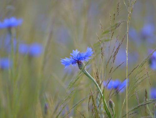 flore menacée