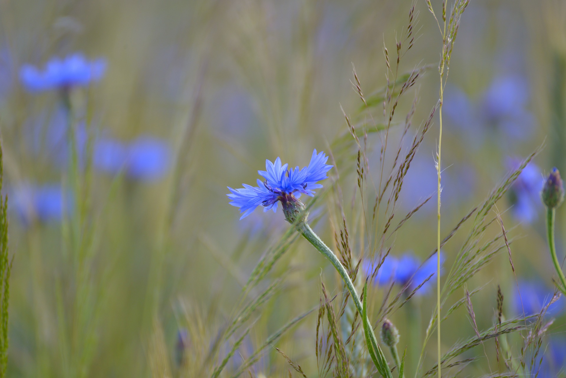 flore menacée