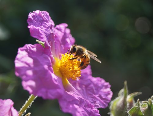 les abeilles sont plus sensibles aux pesticides