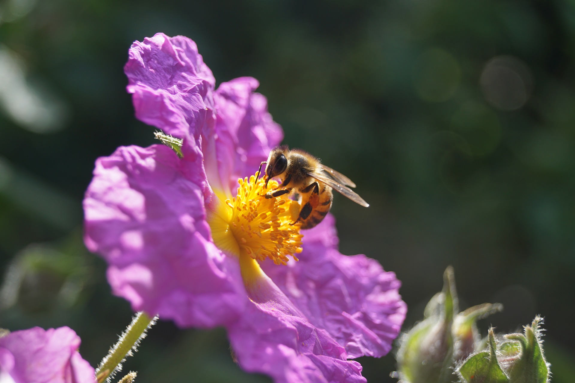 les abeilles sont plus sensibles aux pesticides