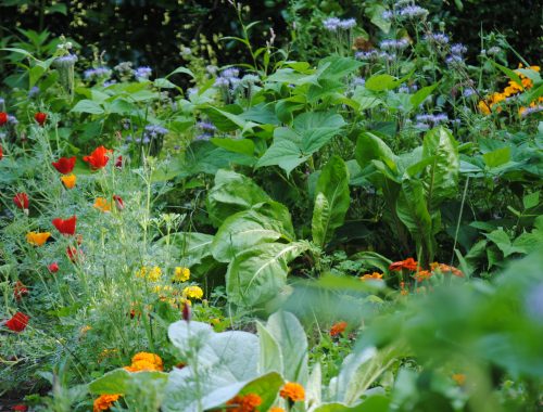 Phacélie, bourrache, coquelicots et soucis accompagnent les légumes (©)A Guillaumin