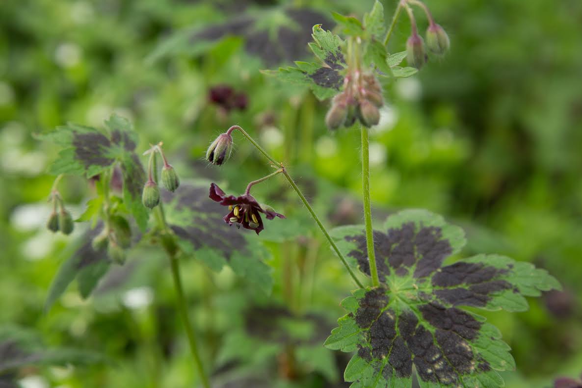 Geranium rheum : il se ressème tout seul