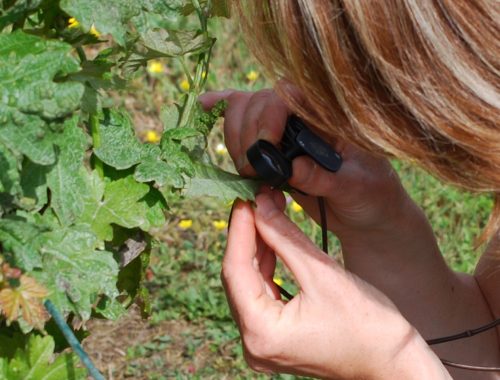 Observation d'une vigne avec une loupe