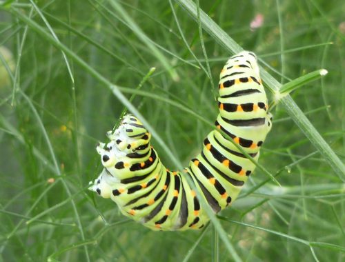 12 -chenille machaon (repas)