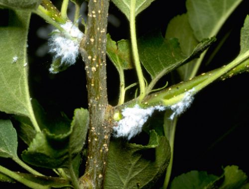 Infestation pucerons lanigères (c) William M. Ciesla, Forest Health Management International, Bugwood.org