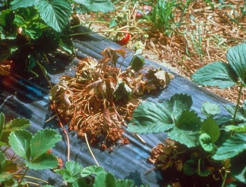Plant de fraisier attaqué par phytophthora (c) INRA