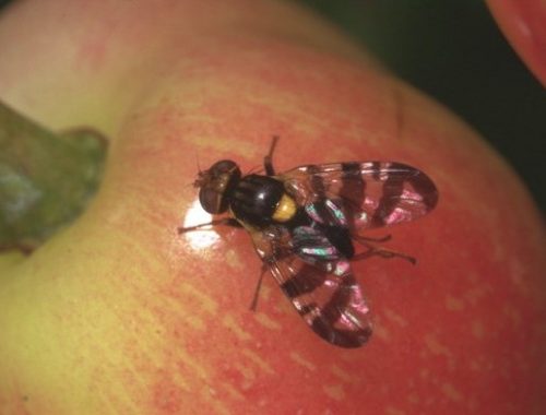 Mouche de la cerise femelle sur fruit (c) Coutin R.