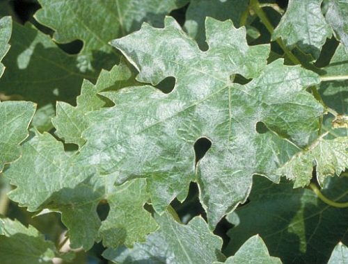 Oidium sur feuille de vigne (c) INRA