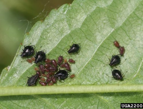 Pucerons noirs du cerisier à différents stades de développement (c) Whitney Cranshaw, Colorado State University, Bugwood.org