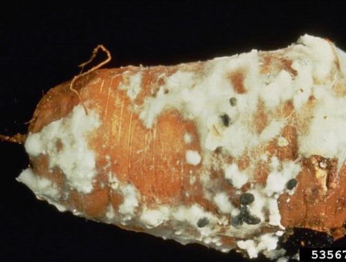 Pourriture Pourriture blanche sur carotte (c) William M. Brown Jr., Bugwood.orgsur carotte