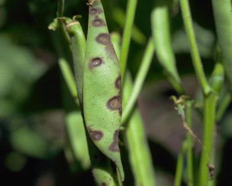 Anthracnose sur haricot (c) Howard F. Schwartz, Colorado State University, Bugwood.org