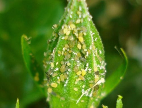 Pucerons sur melon (c) Mohammed El Damir, Bugwood.org