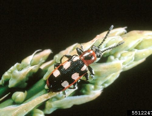 Criocère de l'asperge (c) Kansas Department of Agriculture , Bugwood.org