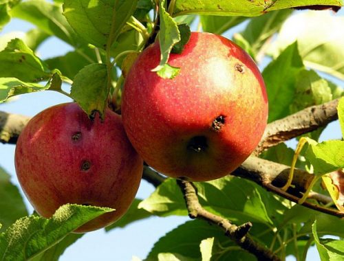 Dégats sur pommes de carpocapse (c) INRA