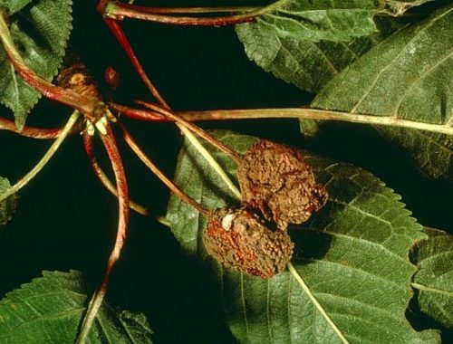 Dégâts de moniliose sur cerise (c) INRA