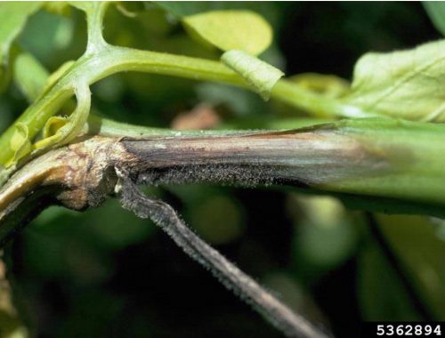 Chancre sur tige - mildiou pomme de terre (c) Howard F. Schwartz, Colorado State University, Bugwood.org