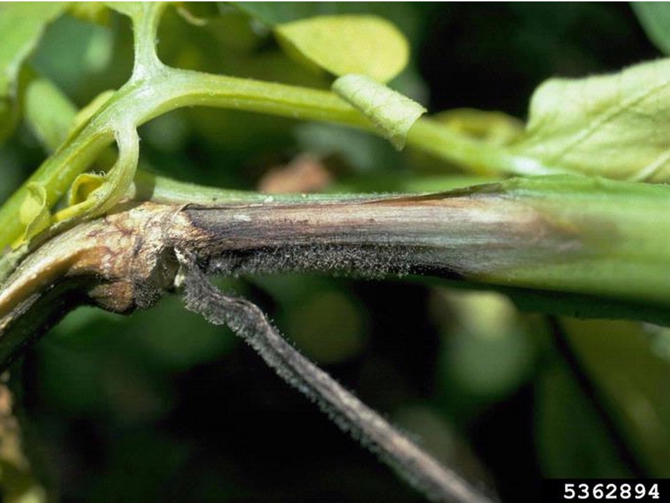 Chancre sur tige - mildiou pomme de terre (c) Howard F. Schwartz, Colorado State University, Bugwood.org