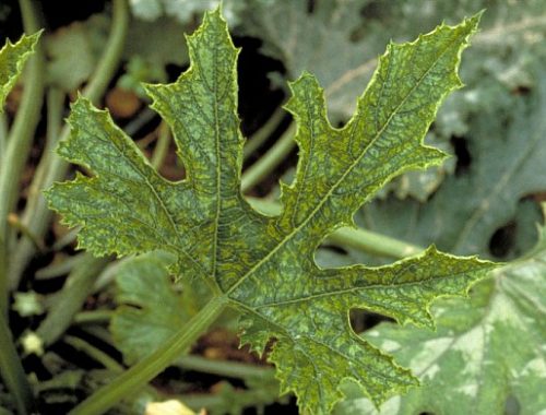 Feuille virus mosaïque du concombre (c) INRA