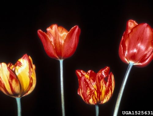 décoloration fleur de tulipe