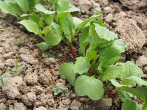 Plantez des radis avec vos enfants