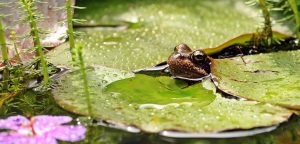 les animaux aquatiques comme les poissons pourront passer l’hiver, même en cas de gel