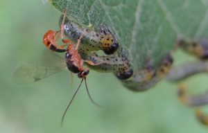 ichneumon pondant dans une larve de tenthrede (c) Gilles Carcasses