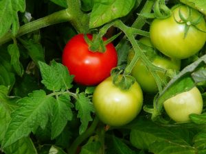 les tomates