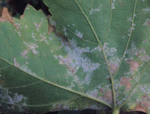 Mildiou sur feuille de vigne (c) F. Marque