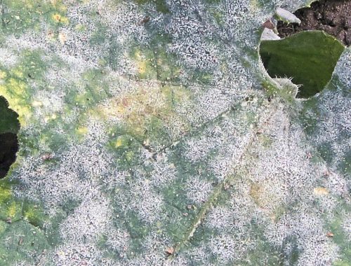 poudre blanche sur feuille