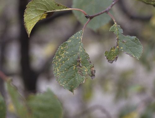 Rouille du prunier (c) INRA Dominique Blancard