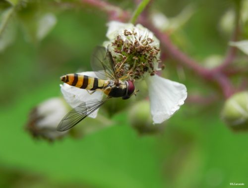 Syrphe meliscavea cinctella (G