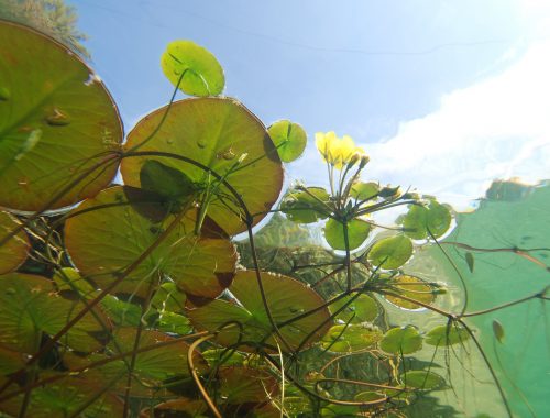 bien choisir ses plantes aquatiques