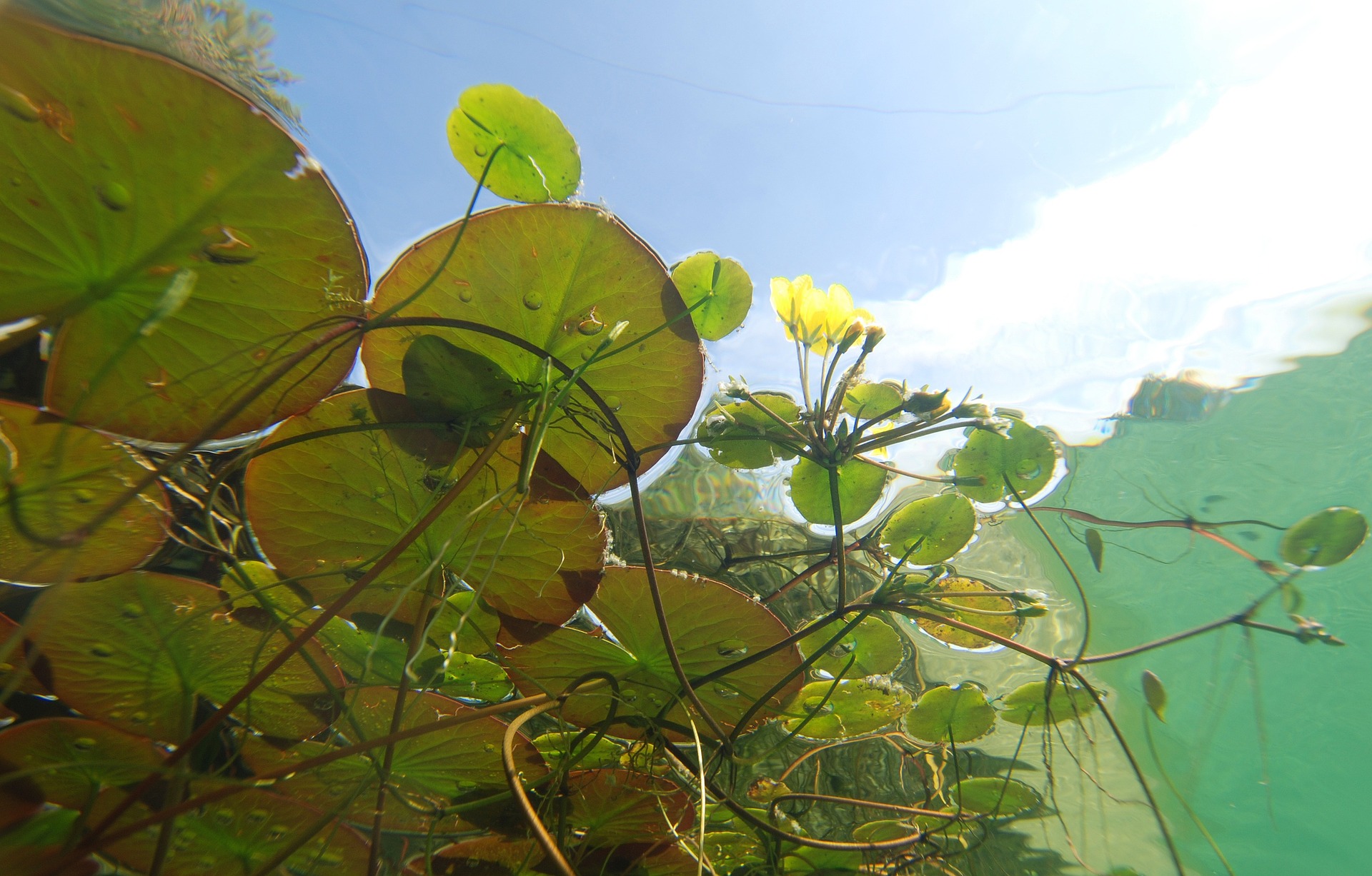 Jardin d'eau - Les plantes aquatiques au bassin